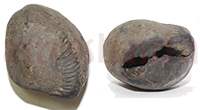 Shaligram 10738 60gm